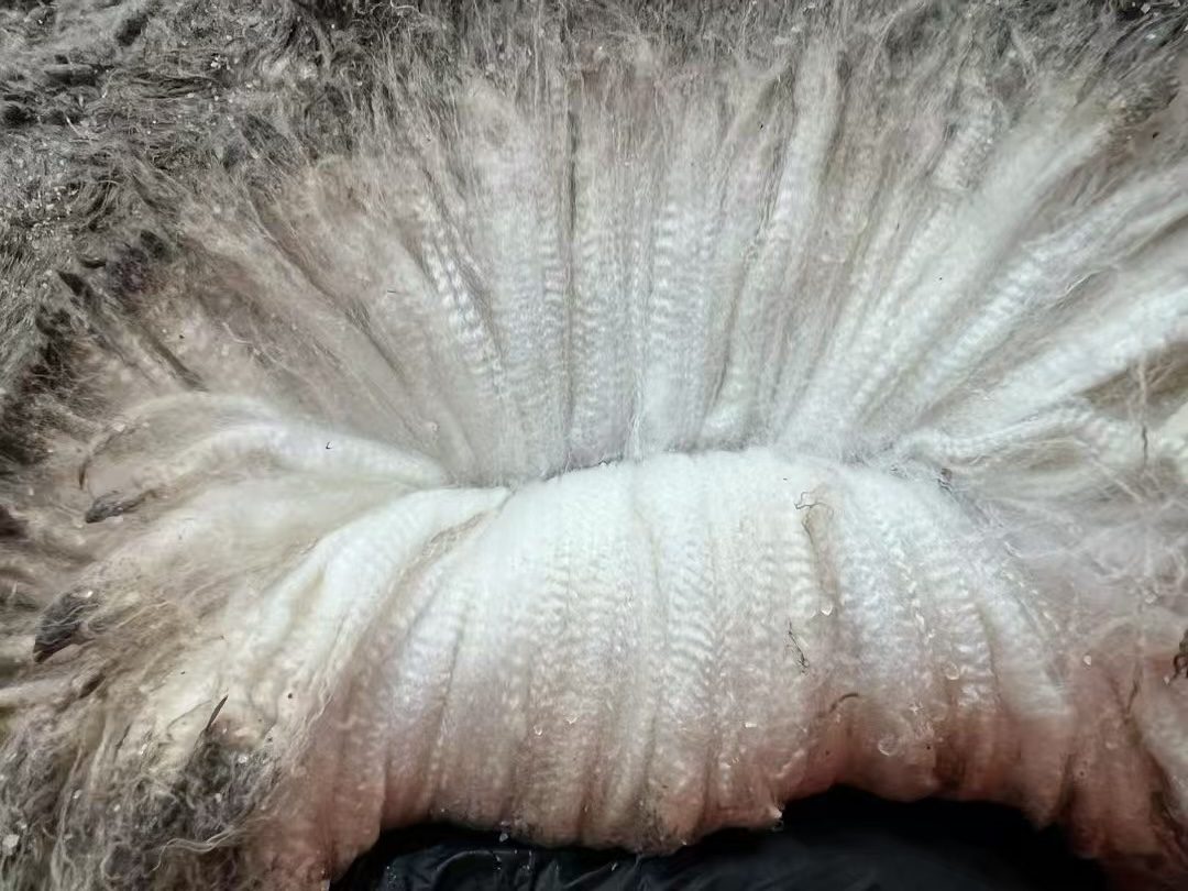 Close detail of merino wool showing staple length, density and crimp.