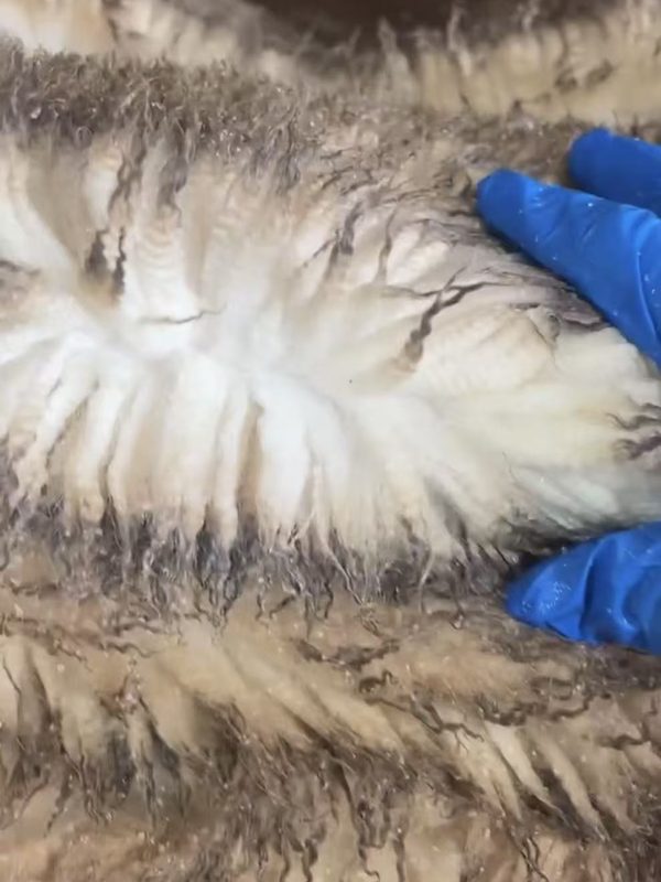 Spring lamb skin, wool opened to show staple length and clean tips.